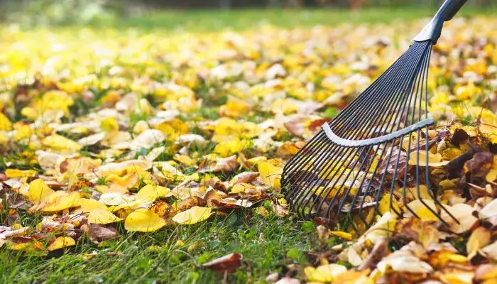 6673266b9e9123d4acaa7842 fall clean up 3