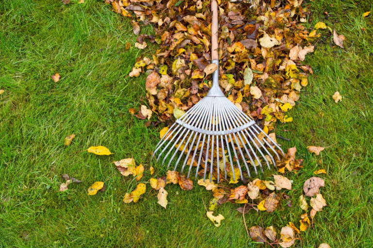 Spring Lawn Care Tips for Edmonton Homeowners