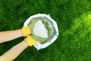guy ca blog lawn fertilizer main